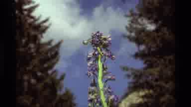 Agate Springs Montana USA (1975): A Flowering Plant With Purple Blossoms Sways In