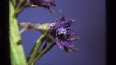 Agate Springs Montana USA (1975): Purple Flowers Outside