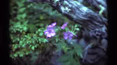 Agate Springs Montana USA (1975): The Purple Flower Is Pretty And Has Five Flower