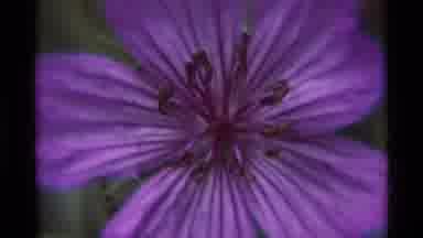 Agate Springs Montana USA (1975): Solitary Purple Flower Shot At Various Angles