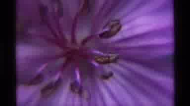 Agate Springs Montana USA (1975): Close Up Film Of A Purple Flower In A Calm