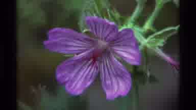 Agate Springs Montana USA (1975): Purple Flower In The Area