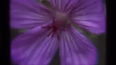 Agate Springs Montana USA (1975): Close Up Detailed Footage Of Purple Flower