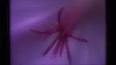Agate Springs Montana USA (1975): Bloomed Purple Flower Being Zoomed Out With