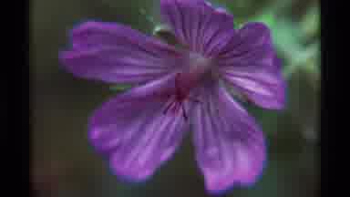Agate Springs Montana USA (1975): 2 Flowers 1 Quick Flash Of A Yellow One And 1