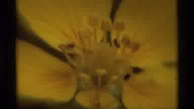 Agate Springs Montana USA (1975): Closeup Of A Yellow Flower With Four Large