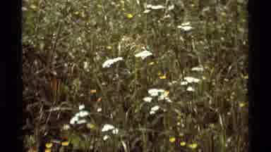 Agate Springs Montana USA (1975): White And Yellow Flowers Small Bug Sitting Tall