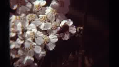 Agate Springs Montana USA (1975): Insects Are Visiting Flowers Of Different Colors