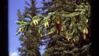 Agate Springs Montana USA (1975): Pine Tree In The Forest And The Growth Of Pine
