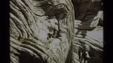 Agate Springs Montana USA (1975): A Closeup Of A Very Old Tree Trunk That Slowly