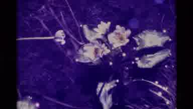 Agate Springs Montana USA (1975): White And Yellow Flowers At Base Of Large Tree