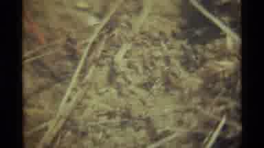 Agate Springs Montana USA (1975): So Many Insects Are Rounding Near The Flowers