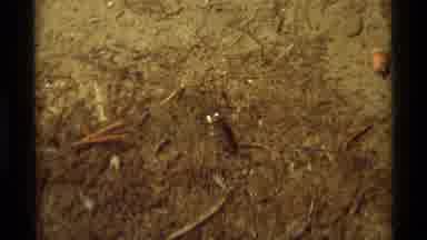 Agate Springs Montana USA (1975): Bug In A Field