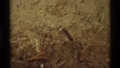 Agate Springs Montana USA (1975): Tadpole Roams In Open Waters