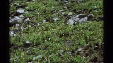 Agate Springs Montana USA (1975): Something Hidden Object Within The Foliage