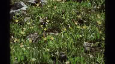 Agate Springs Montana USA (1975): Look Like A Flower And Grass