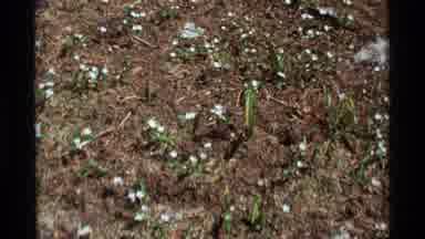 Agate Springs Montana USA (1975): The Flowers Are Bloom In The Forest This Is Very