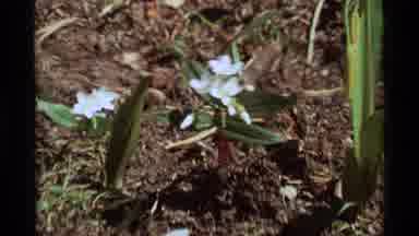 Agate Springs Montana USA (1975): Zooming In On Dancing White Bunches Of Small