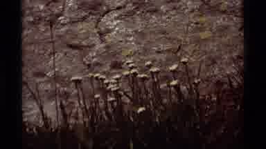 Agate Springs Montana USA (1975): Nothing Like The Flowers On The Mountain