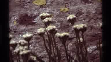 Agate Springs Montana USA (1975): Small Fly Pollinates On A Small White Flower In