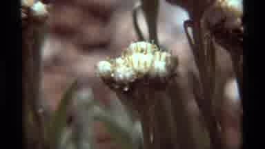 Agate Springs Montana USA (1975): A Bee Is Flying Away From A Cotton Plant Then