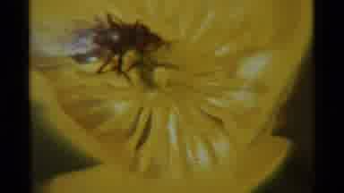 Agate Springs Montana USA (1975): A Bee Attacking A Beautiful Yellow Flower