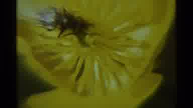 Agate Springs Montana USA (1975): An Insect Rests And Explores A Yellow Flower In