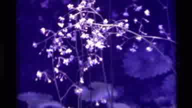 Agate Springs Montana USA (1975): View Of Several Small Pretty White Flowers Then