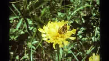 Agate Springs Montana USA (1975): The Family Of Three Hiking And Spotted A