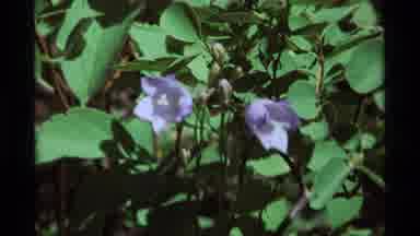 Agate Springs Montana USA (1975): Beautiful Flower Blooms Attract Butterflies Or