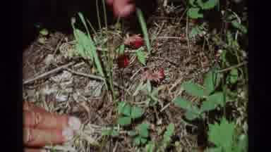 Agate Springs Montana USA (1975): Finding Wild Strawberries Identification