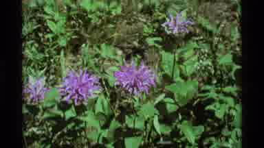 Agate Springs Montana USA (1975): Zoom In From Wide Angle On Purple Flower With