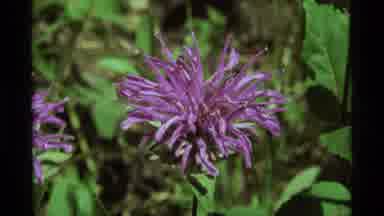 Agate Springs Montana USA (1975): Macro Shot On A Purple And Fuzzy Flower Then