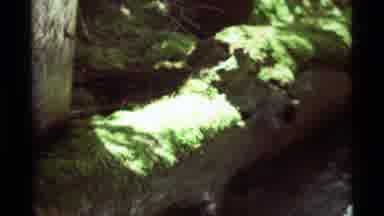 Agate Springs Montana USA (1975): Moss On A Log Near A Stream Of Rolling Water