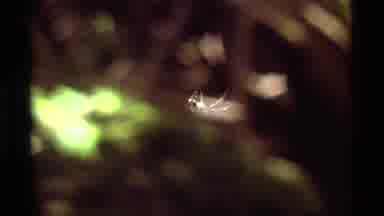 Agate Springs Montana USA (1975): The Web This Spider