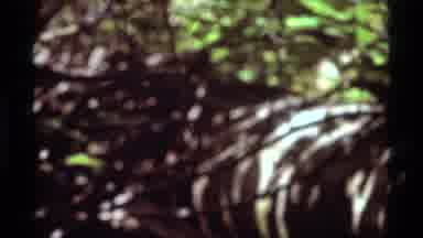 Agate Springs Montana USA (1975): Butterflies On Floral Bush