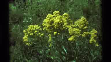 Agate Springs Montana USA (1975): Yellow And Purple Flowers
