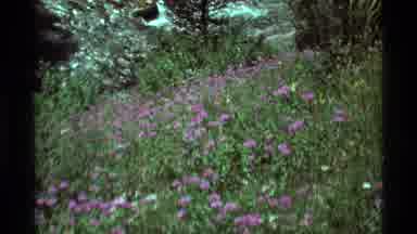 Agate Springs Montana USA-1975: Purple Wildflowers And Stream In Mountain Meadow