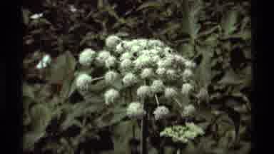 Agate Springs Montana USA (1975): Close-Up Of Flower And People Crossing Bridge