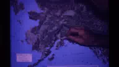 Alaska USA (1977): World Map Reflecting Forested Parts And That Form Naturally