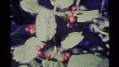Alaska USA (1977): A Valley With A Billion And More Grape Vineyards Ready For The