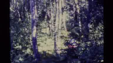 Alaska USA (1977): Hikers Traveling In The Woods Full Of Tall Trees