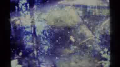 Alaska USA (1977): Beautiful Woodland Scene With Green Leaves And Red Flower And