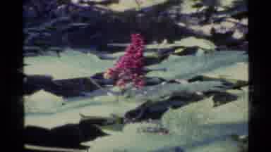 Alaska USA (1977): A Red Flower In Ice And A Fern Like Plant Then A Person Hiking