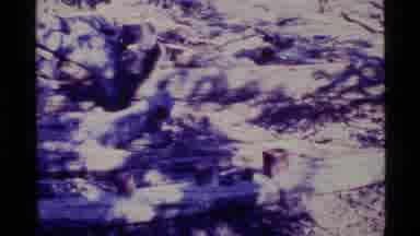 Alaska USA (1977): Felled Trees Serving As An Instrument Support Table As A Mold