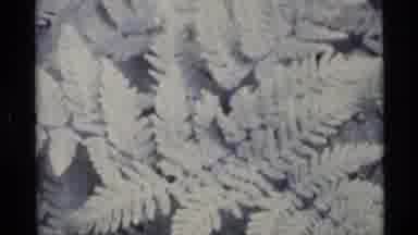 Alaska USA (1977): Dense Ferns In Nature Along With Quickly Flowing Stream Water