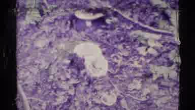 Alaska USA (1977): A Cluster Of Mushrooms In The Woodland Riverside