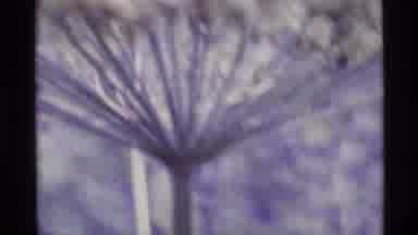 Alaska USA (1977): A View Of Unique Flowers And Animals In The Forest