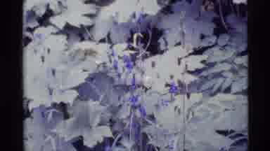 Alaska USA (1977): Purple Flowers That Form In The Forest Naturally