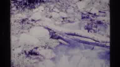 Alaska USA (1977): View Of Berries Growing Near Running Stream On A Bright Sunny